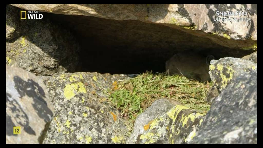 Nat Geo Wild [SD] [Movistar+ (Astra1)] - América insólita Noroeste extremo Ep. 3 con nueva mosca y Sharkfest 2018-07-10-04h41m17s500(c).jpg