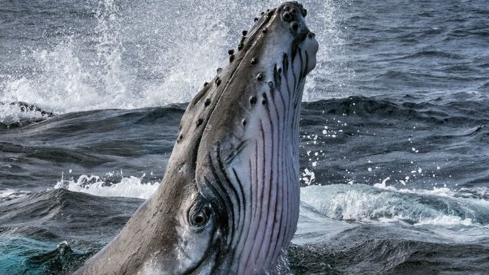 LOS SECRETOS DE LAS BALLENAS