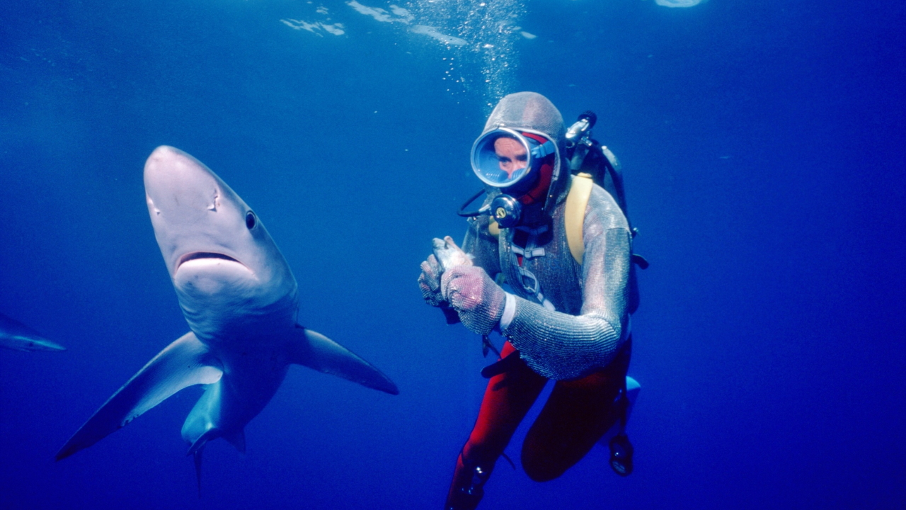 Jugando con tiburones - Disney+