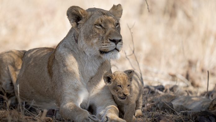 Crecer como animal - Disney+ Crecer como animal - Disney+
