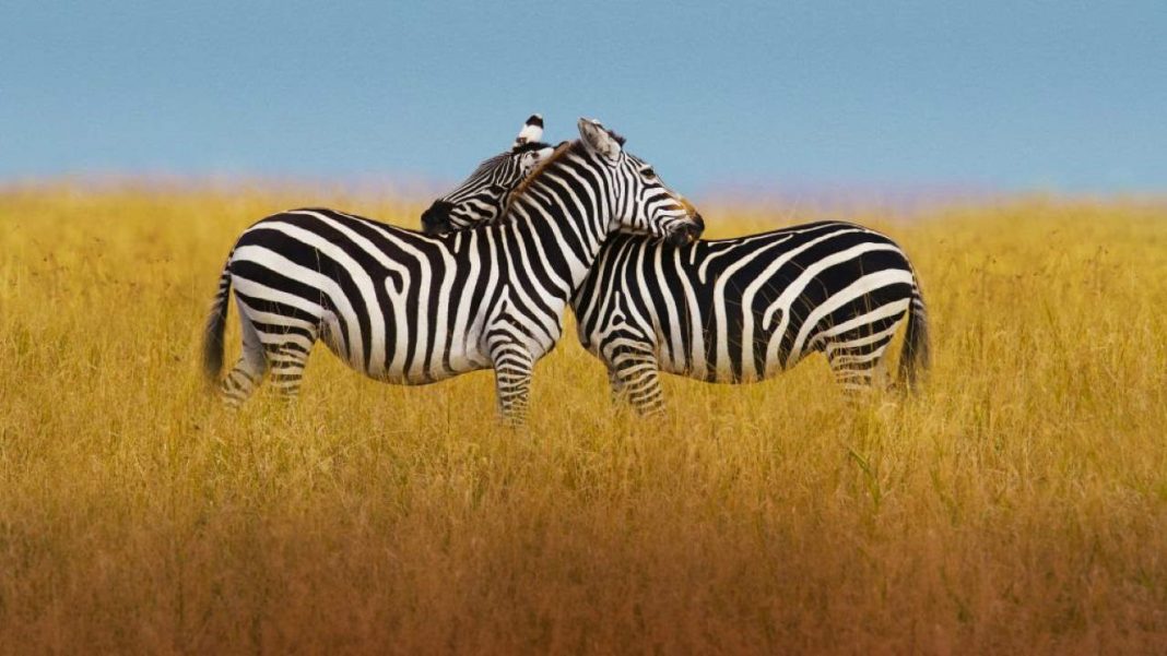 Movistar+ - BBC Earth