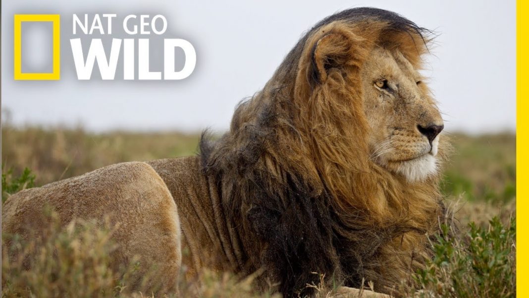 Nat Geo Wild