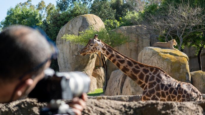 CRÓNICAS_ZOO_1