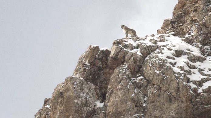 El leopardo de las nieves El leopardo de las nieves