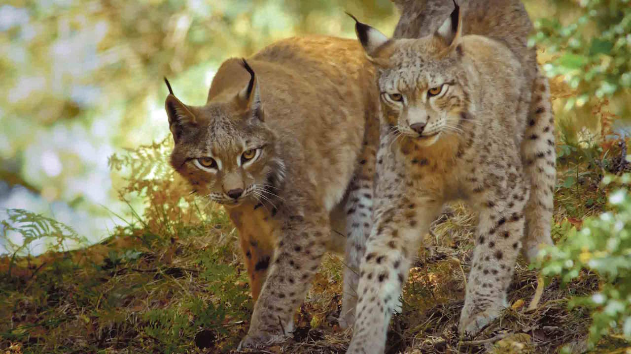 Lincessa, los silencios del bosque