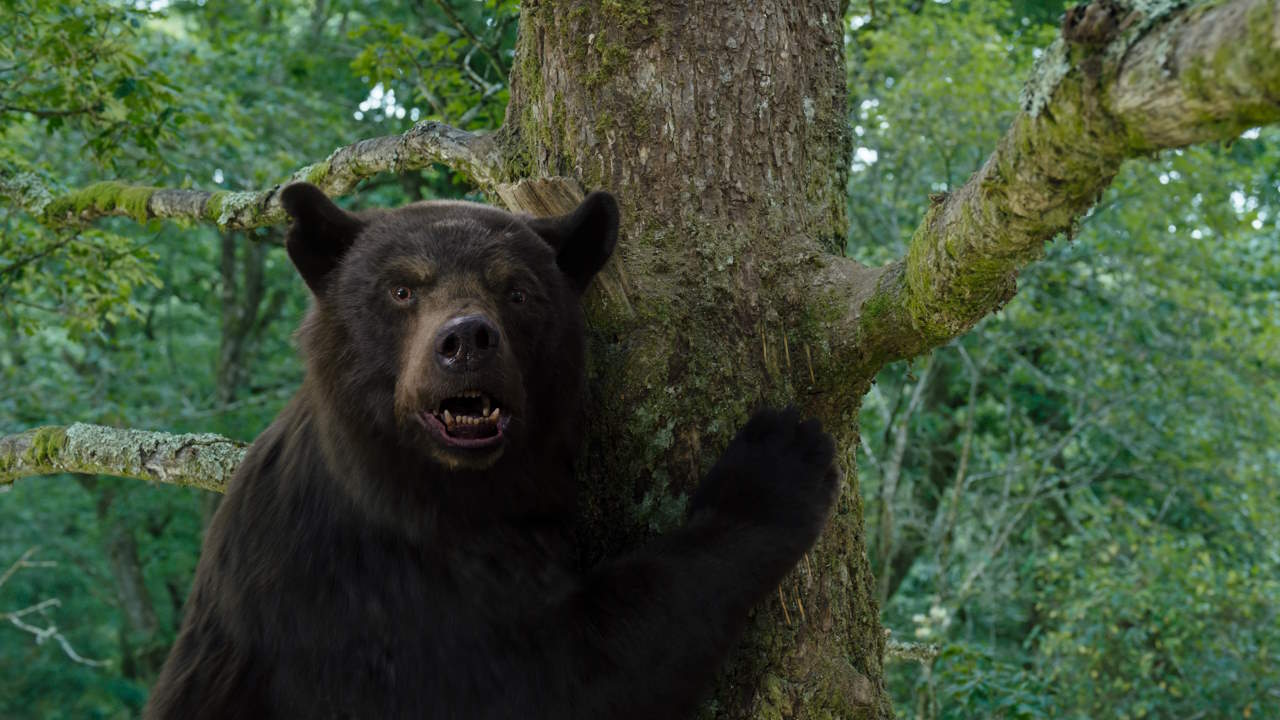 Oso vicioso - Universal Pictures