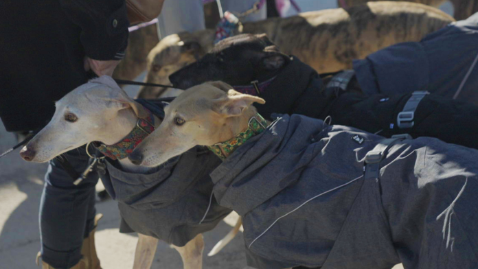 Andalucía: la caza y los galgos maltratados - Arte.tv